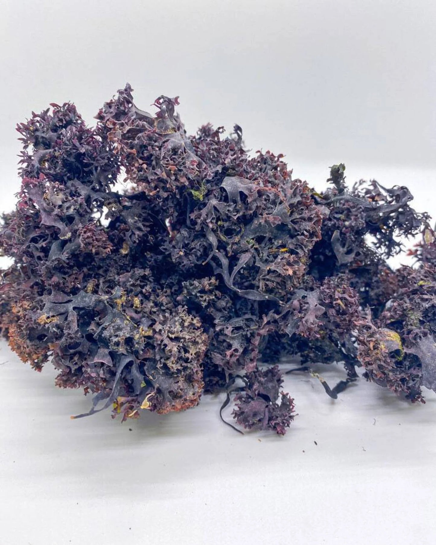 Purple Irish Sea Moss 100% Wildcrafted & Natural Chondrus Crispus - Organic Raw | Best Sea Moss for Gel & Smoothies | Vegan Diet, Clean & Sun Dried by No GMO - 1, 2 and 5 Lbs