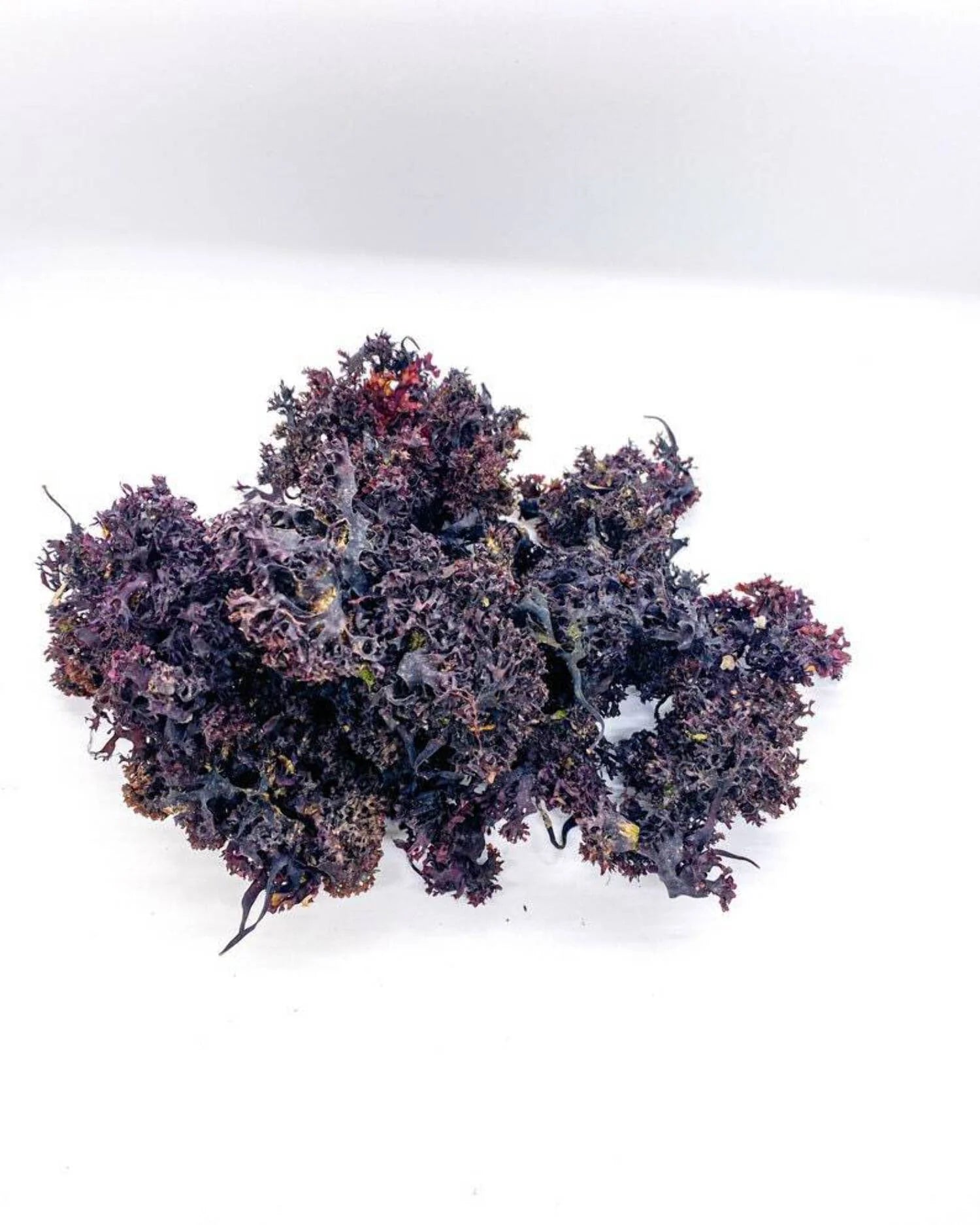 Purple Irish Sea Moss 100% Wildcrafted & Natural Chondrus Crispus - Organic Raw | Best Sea Moss for Gel & Smoothies | Vegan Diet, Clean & Sun Dried by  No GMO - 1, 2 and 5 Lbs