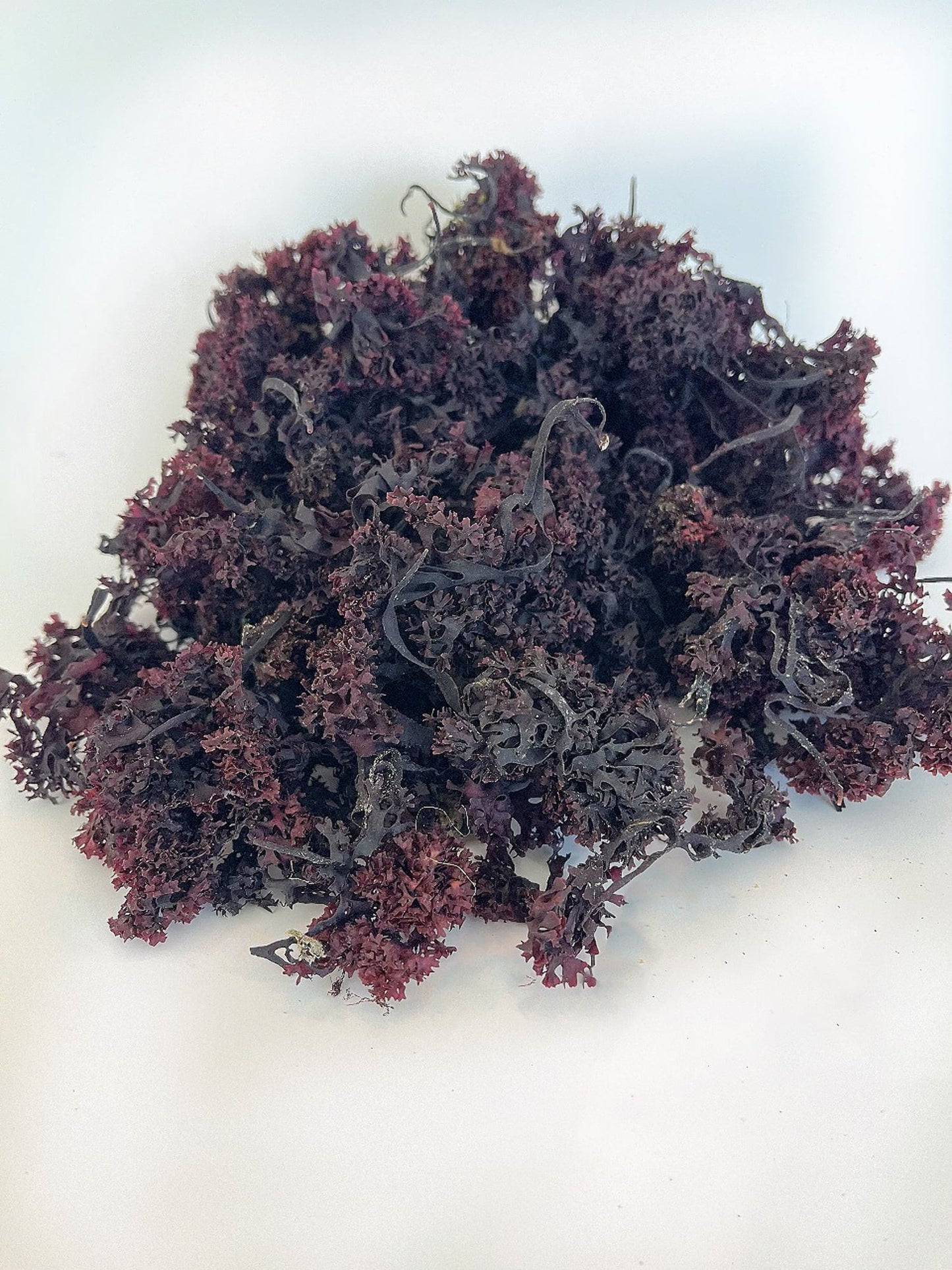 Purple Irish Sea Moss 100% Wildcrafted & Natural Chondrus Crispus - Organic Raw | Best Sea Moss for Gel & Smoothies | Vegan Diet, Clean & Sun Dried by No GMO - 1, 2 and 5 Lbs