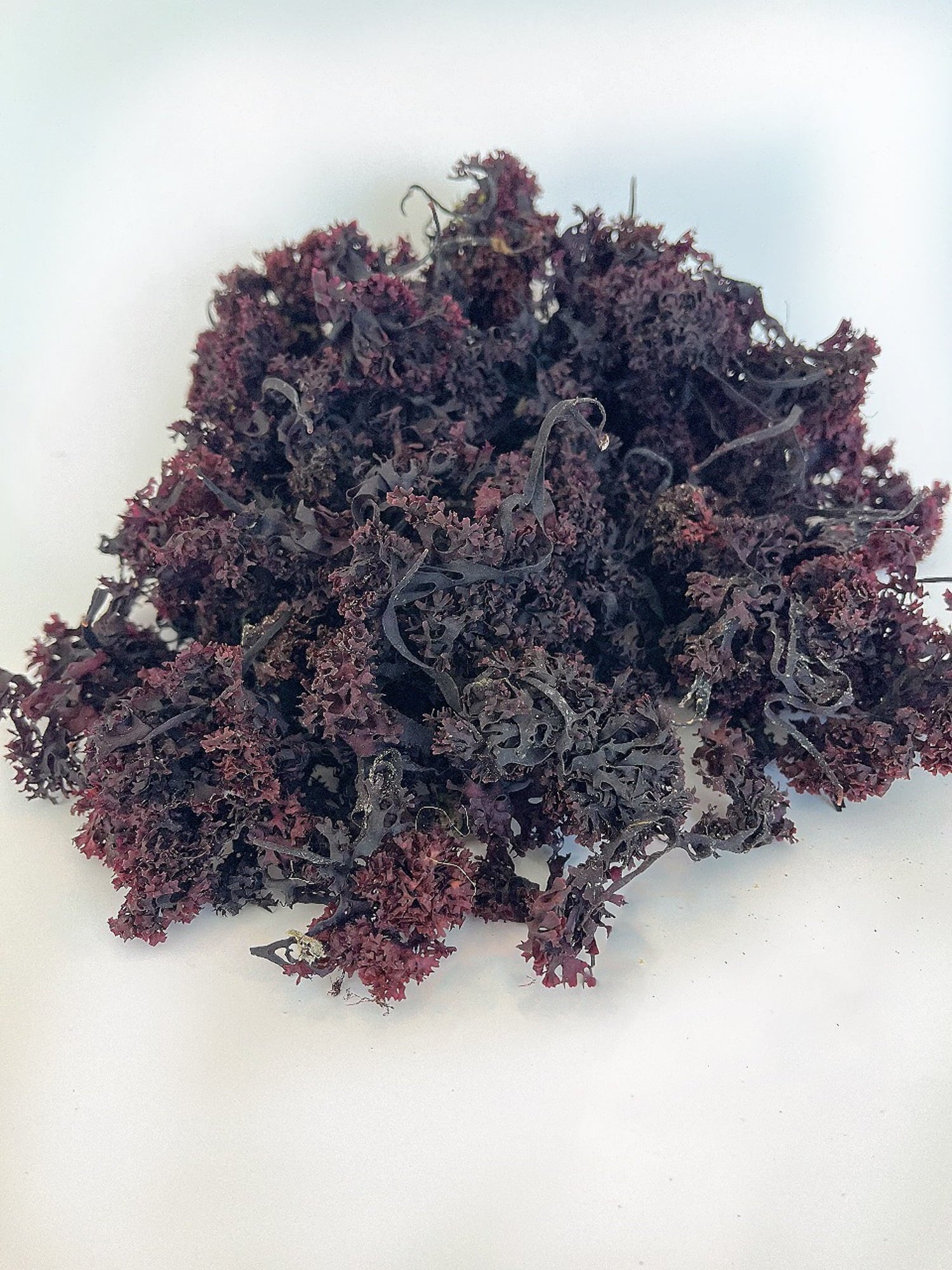Purple Irish Sea Moss 100% Wildcrafted & Natural Chondrus Crispus - Organic Raw | Best Sea Moss for Gel & Smoothies | Vegan Diet, Clean & Sun Dried by  No GMO - 1, 2 and 5 Lbs
